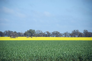 fields-2